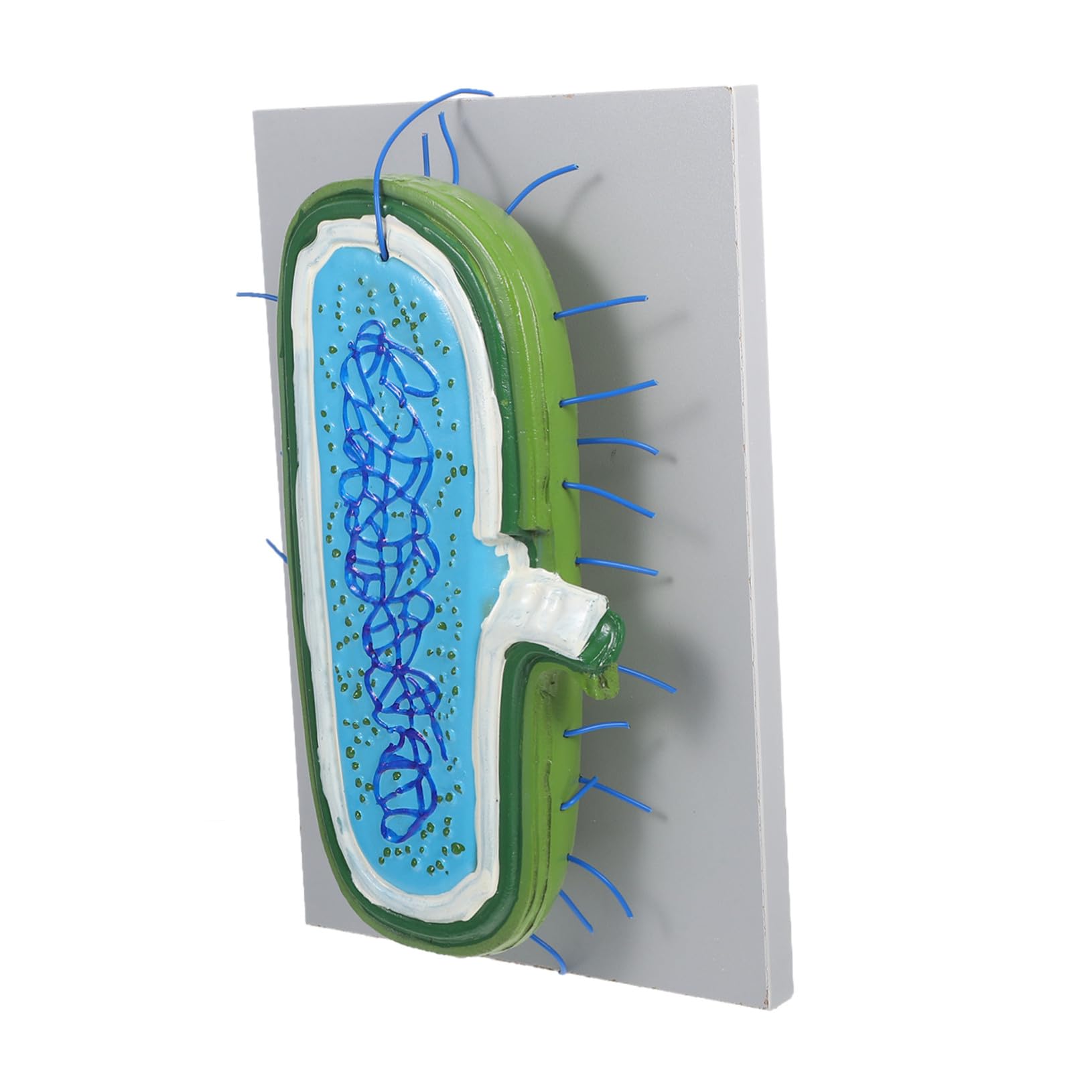 Zellkernmodell für Schüler im Unterricht, Kunststoff, 3D-Modell | Vergrößerte Darstellung, Interaktive Lehre, Präzise Organellen, Geeignet für Klassenzimmer und Demonstrationen