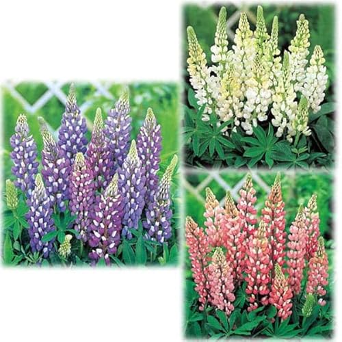 おためし3種3株セット：宿根ルピナス[ガーデニングにぴったりの中〜宿根草]