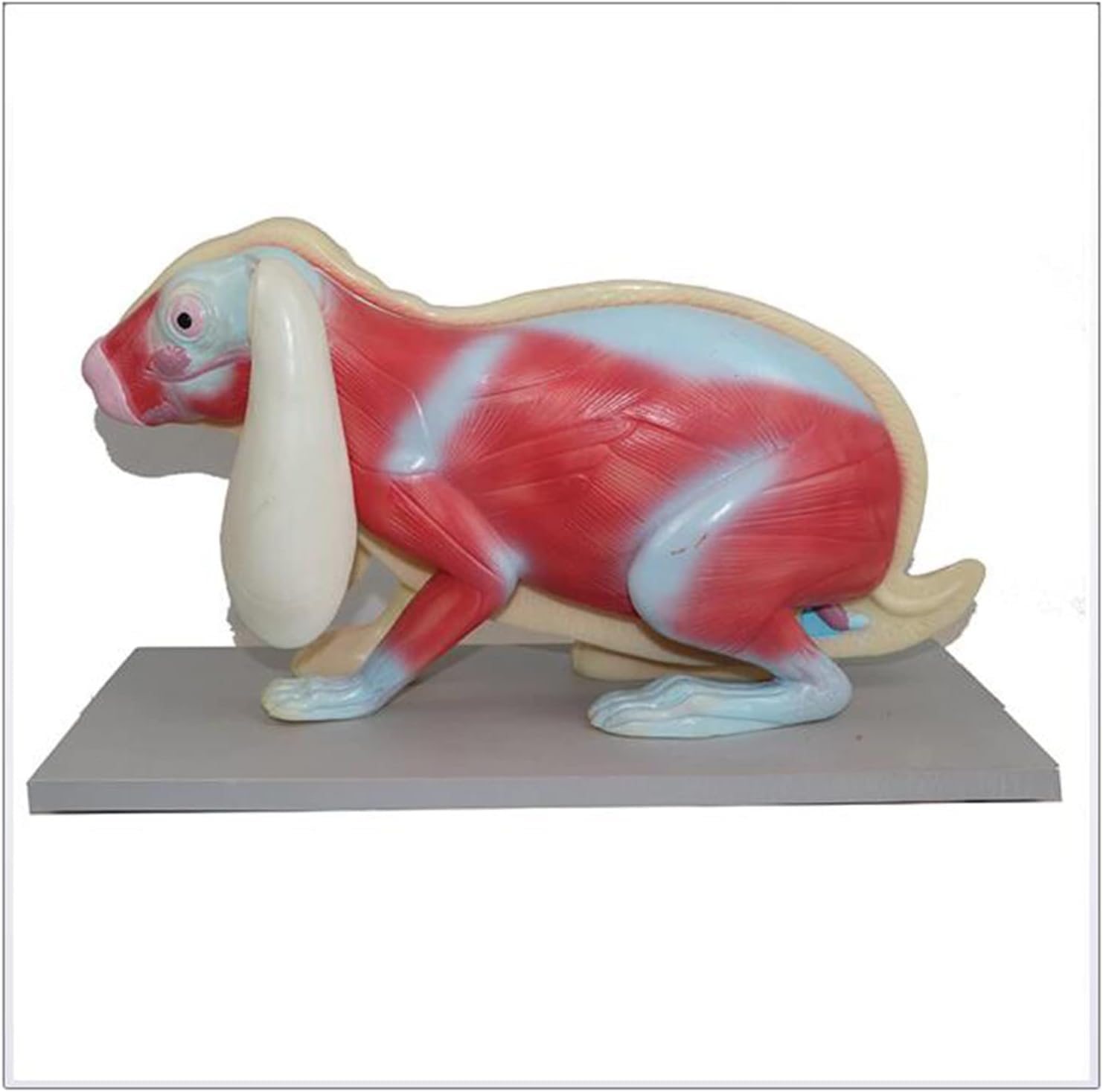 Rabbit Muscles Diagram 771x1072