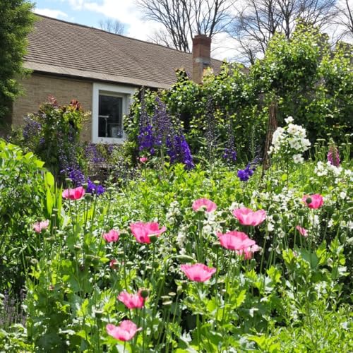 Carbeth Plants Cottage Garden 4 x Bare Root Mix - Includes G