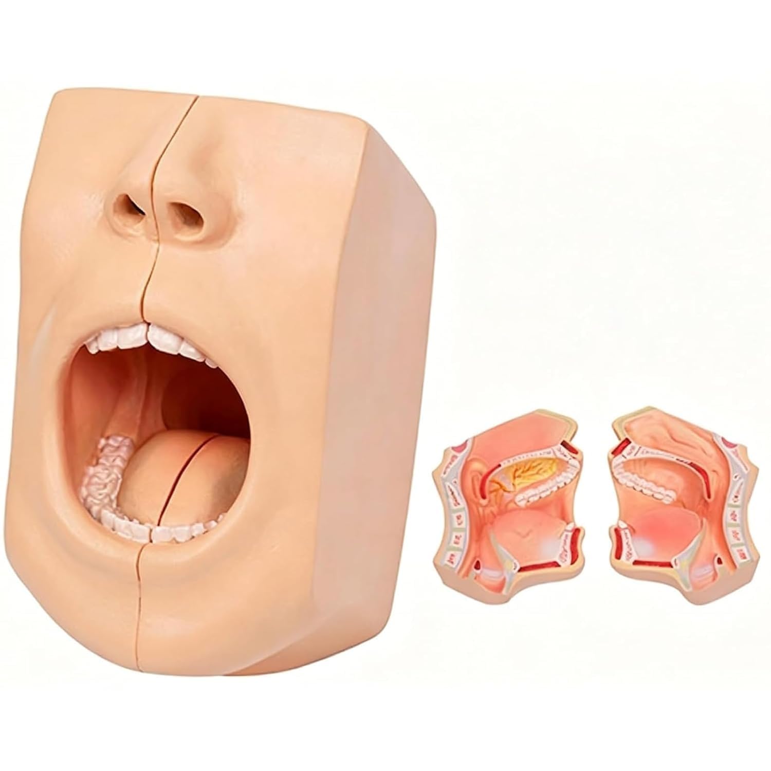 Cráneo facial humano desmontable con cavidad oral transparente para tutoría médica