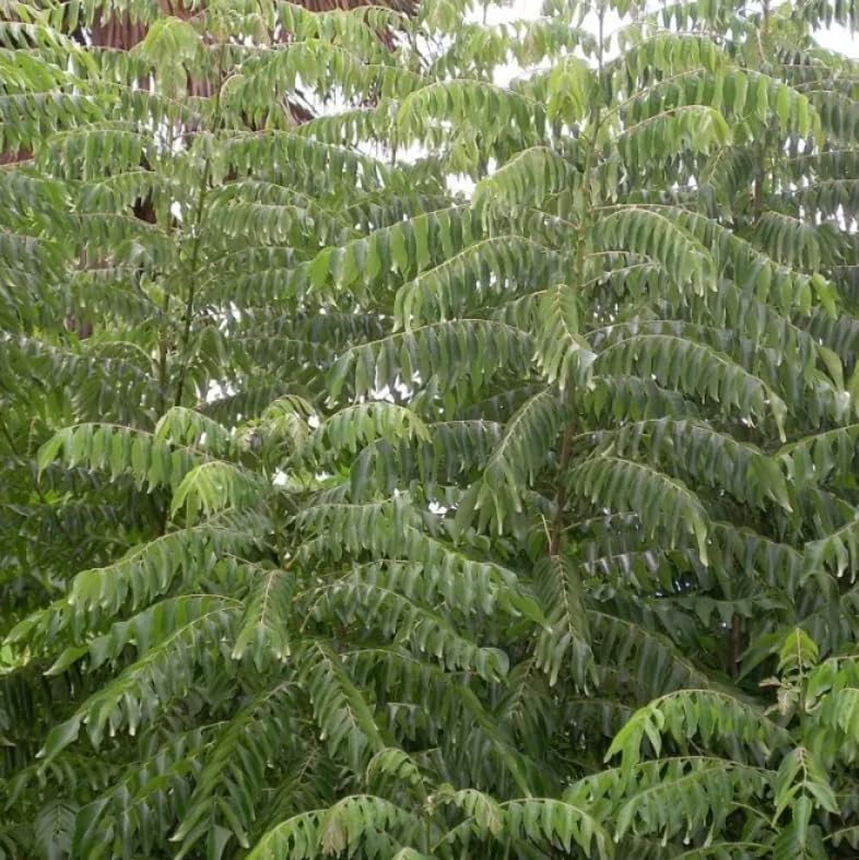 Live Curry Leaf Plant Curry Tree Sweet Neem Plant White Flowers Black Fruit 9-12 Inch Tall Half Gal Pot- No Ship CA