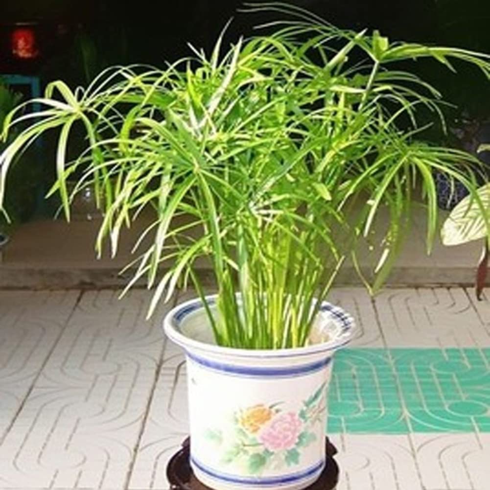 Haloppe 30 Unids Cyperus Alternifolius Flores Plantas Semillas para la Plantación de Jardín en el Hogar, Cyperus Alternifolius Semillas Planta de Agua Semi-acuática Estanque Jardín Decoración Se