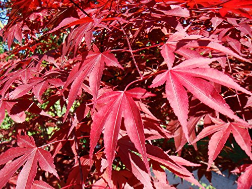 Red Japanese Maple, Acer Palmatum Atropurpureum, Tree Seeds (10 Seeds)