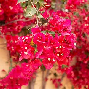 Bougainvillea Pflanze Samen Winterharte Pflanzen FüR Garten