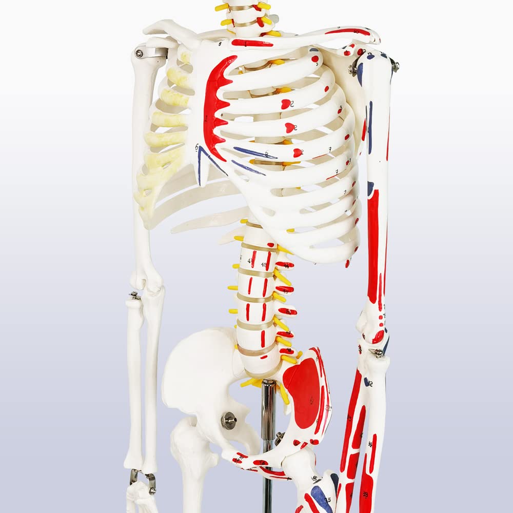 33.5 Inch Anatomical Skeleton Model For Study Evotech 1/2 Life Size ...