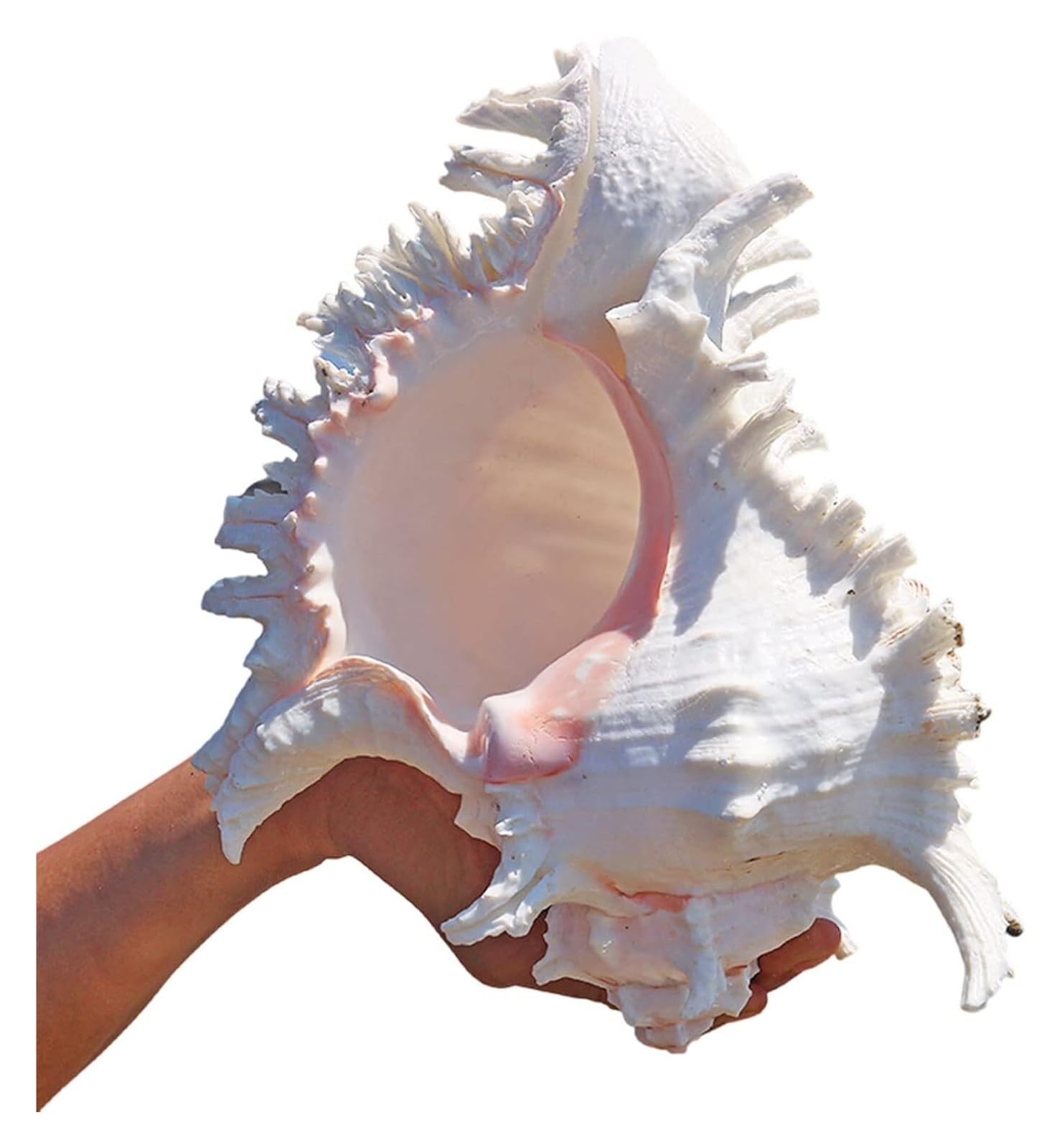 Große Muscheln, z. B. Schneckenmuscheln – Muscheldekoration for den Tisch, Riesenmuscheln for Zuhause, Aquarium, 21 bis 22 cm(23to24cm)
