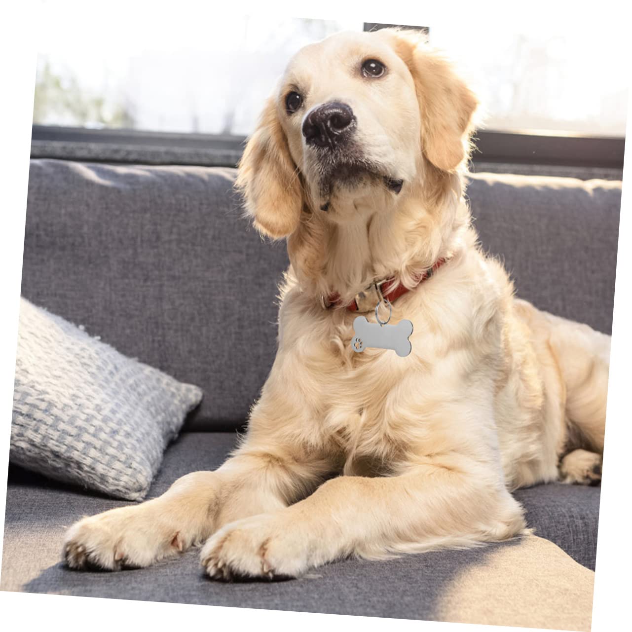 POPETPOP 30piezas Placas De Identificación Para Perros y Gatos De Inoxidable Grabadas Nombre Teléfono De Unidades Diseño Elegante y Resistente Para Mascotas