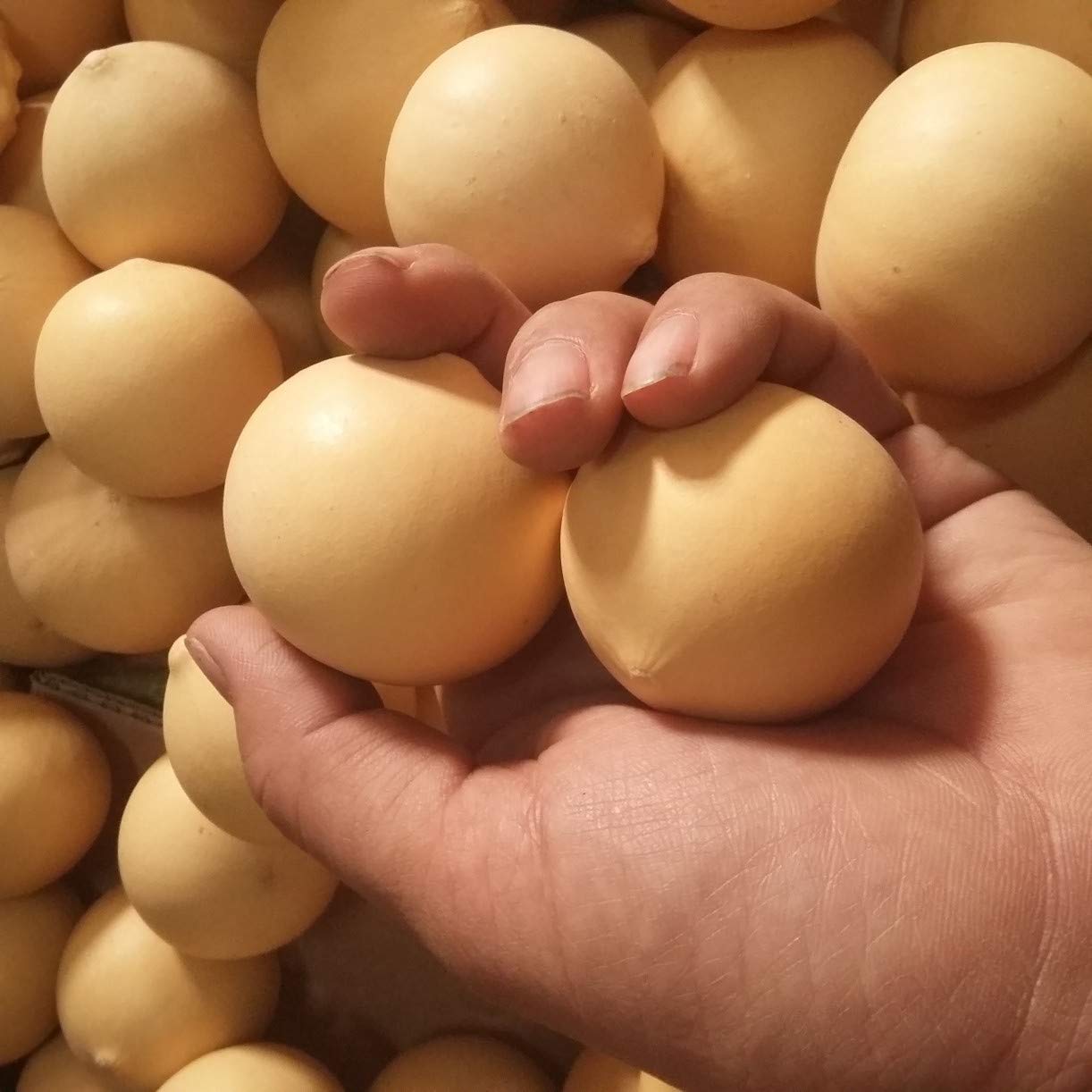 ZHONGJIUYUAN (3~5cm) Box of 20,Mini Dried Egg Gourds for Crafting,Natural