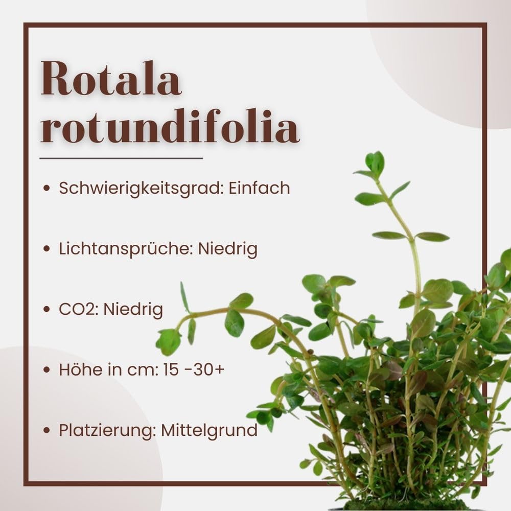 AquaOne Plante d'aquarium Rotala rotundifolia I Plante aquatique médium Plante d'aquarium Plante tige entièrement enracinée Décoration d'aquarium