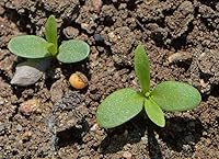 Vista 2 de Semillas de clavel - Mezcla de Chabaud, rosa, morado, rojo, blanco y amarillo. (paquete de 1/4 onzas)
