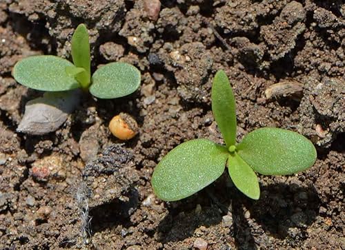 Miniatura 3 de Semillas de clavel - Mezcla de Chabaud, rosa, morado, rojo, blanco y amarillo. (100 semillas)