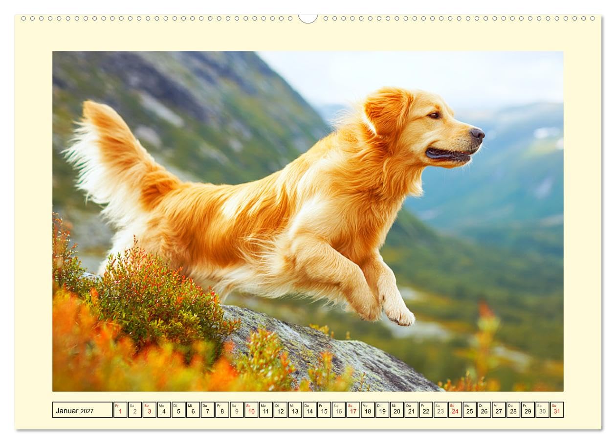 CALVENDO - Golden Retriever. Treue Seelenhunde in der Bergwelt (hochwertiger Premium Wandkalender 2027 DIN A2 quer), Kunstdruck in Hochglanz: Inmitten der majestätischen Alpenkulisse zeigen diese toll