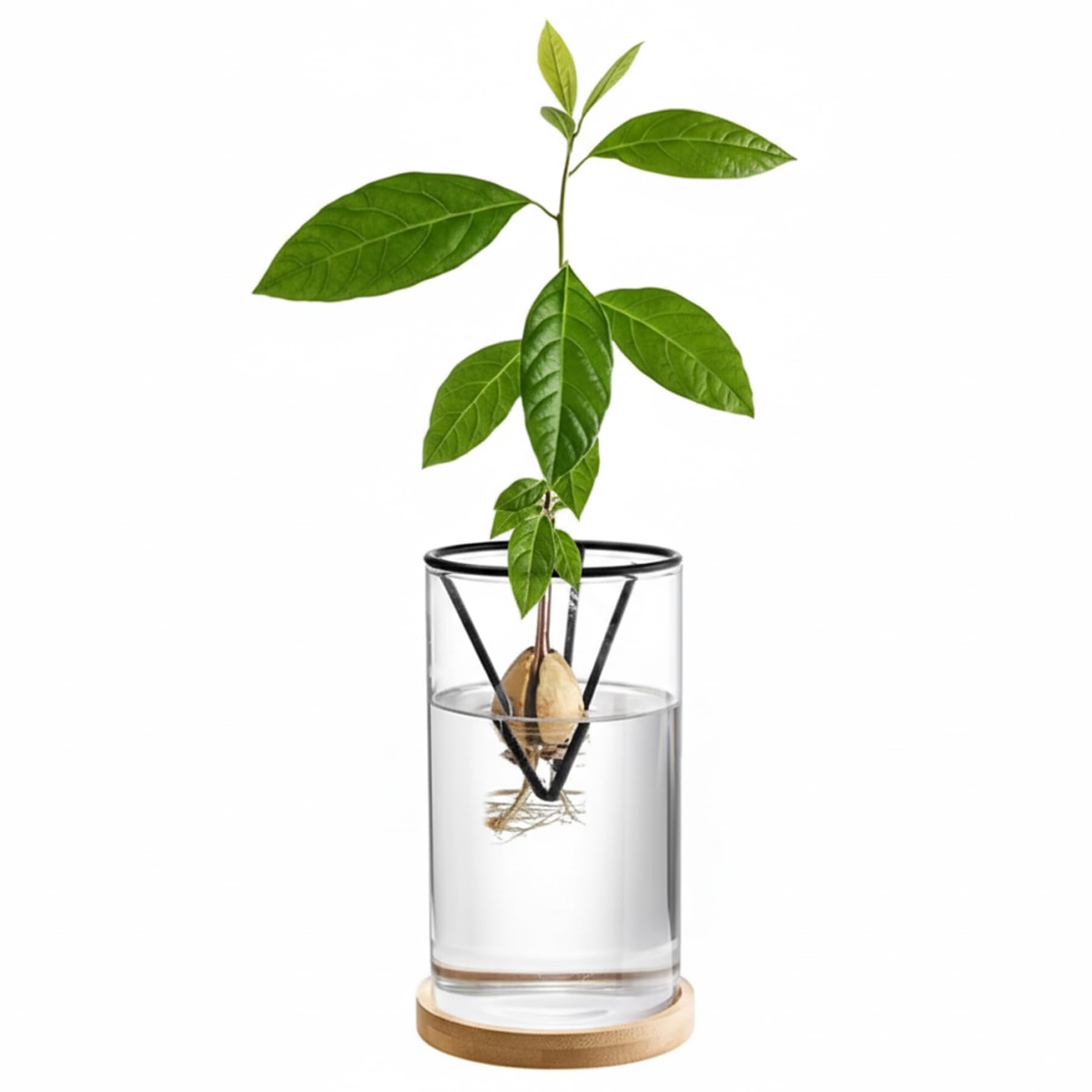 Vase d'avocat en verre avec support en bois pour la culture de graines