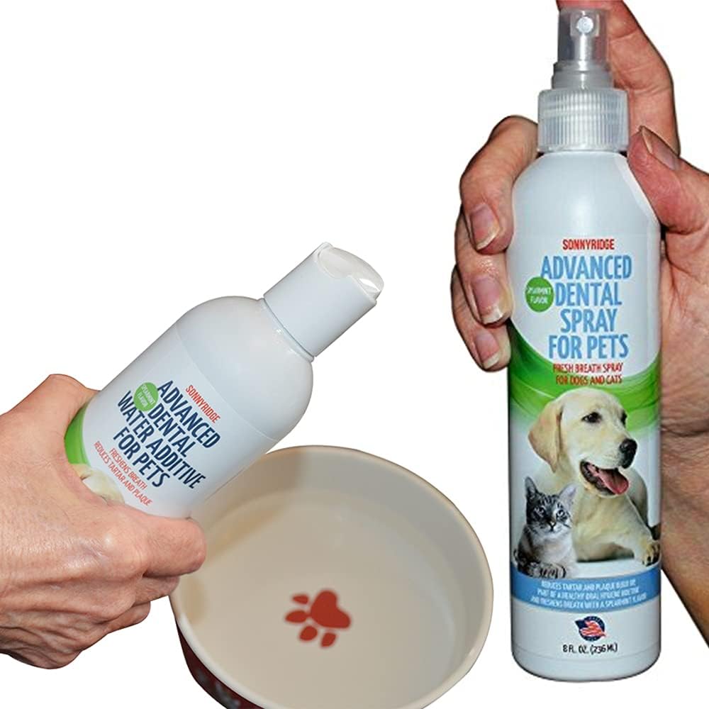 Should You Spray A Dog With Water