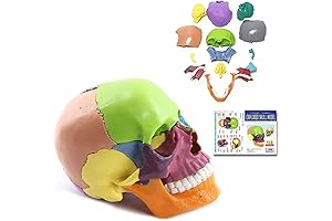 Detachable Color Anatomy Skull Model – Learn Human Anatomy with This 15-Part Medical Skull