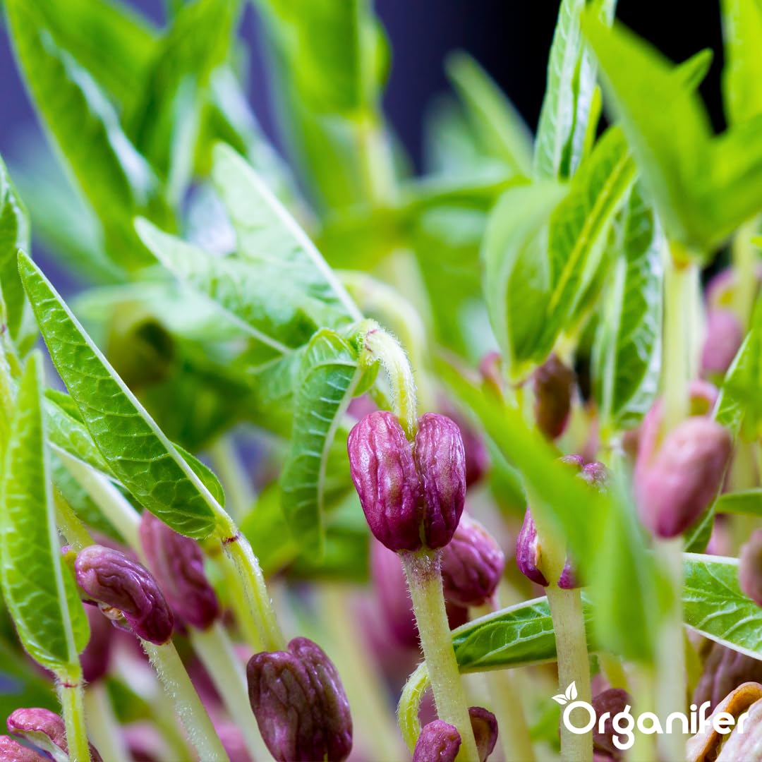 Fertilizante Líquido Para Frijoles - 10L - NPK 2-1-8 | Fertilizante Para Plantas Sanas Y Cosechas Abundantes - Favorece Raíces Y Floración - Organifer