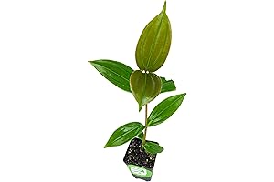 A Tropical Masterpiece: Medinilla Myriantha Starter Plant for Vibrant Indoor or Outdoor Blooms