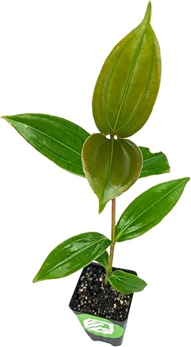 Medinilla myriantha by Wellspring Gardens - Planta de inicio de medinilla para jardines interiores o exteriores - Floración vibrante, ideal para disponible en Yaxa Colombia