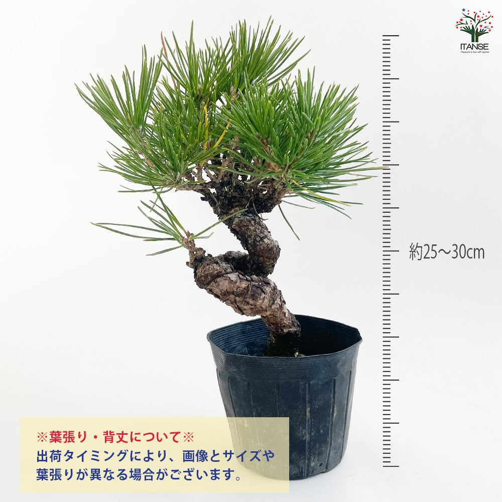 Amazon.co.jp: ITANSE ねじり松 3号 1個売り 盆栽 観葉植物 常緑