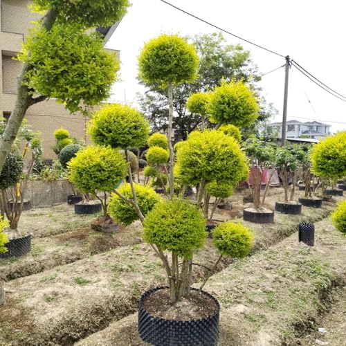 semi di ligustro, autunnali resistenti di ligustro, decorazione autunnale arbusti a crescita rapida arbusti da resistenti, 500pcs