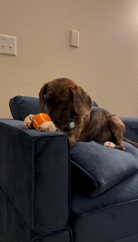 Pet Supplies Playology Dog Toys | Squeaky Chew Ball - Bouncy Durable Floating Fetch Ball for Dogs, Value 3-Pack | Small Beef Scented Toy - Easy to Clean and Made from Non Toxic Materials : Review Image