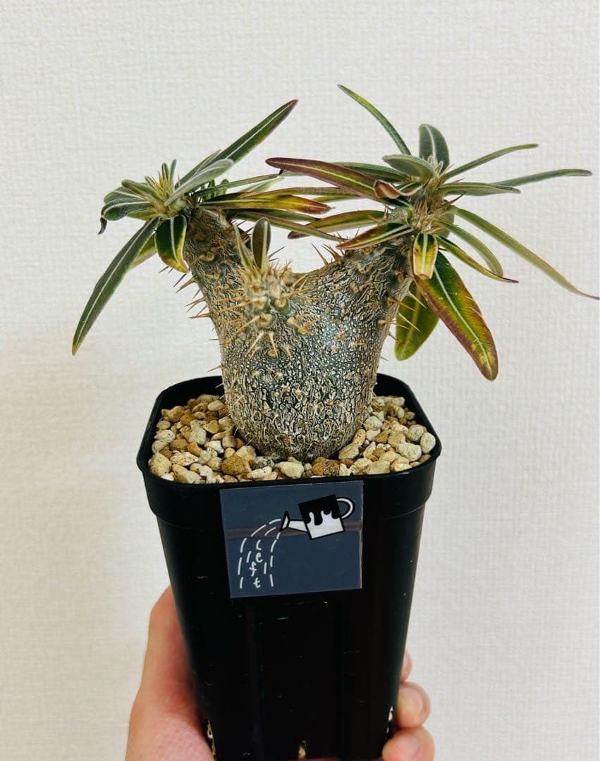 Amazon｜実生株パキポディウム グラキリス 鉢付き｜観葉植物