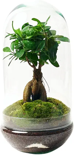 Terrario de Cristal Grande con Ficus Ginseng - Ecosistema Cerrado Autónomo