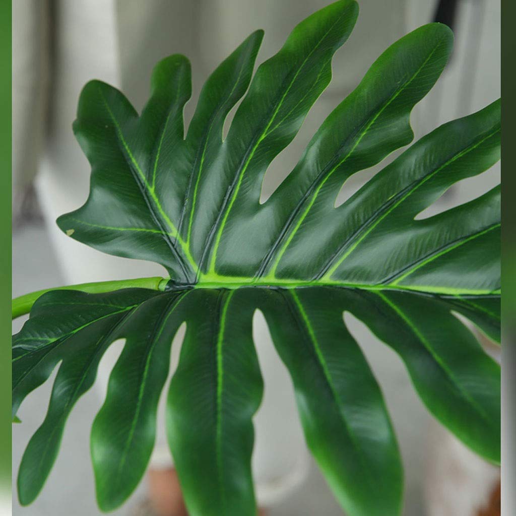 15756 philodendron circle delray beach fl Philodendron Brasil  Chicago Plants