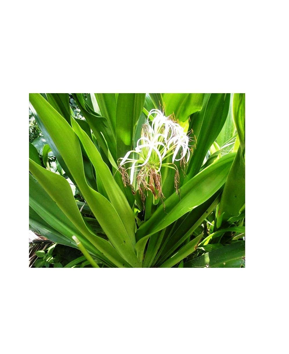 Sudarshan Medicinal Plant Outdoor Plant Pot (B08RXGGJRQ) Amazon Price History, Amazon Price Tracker