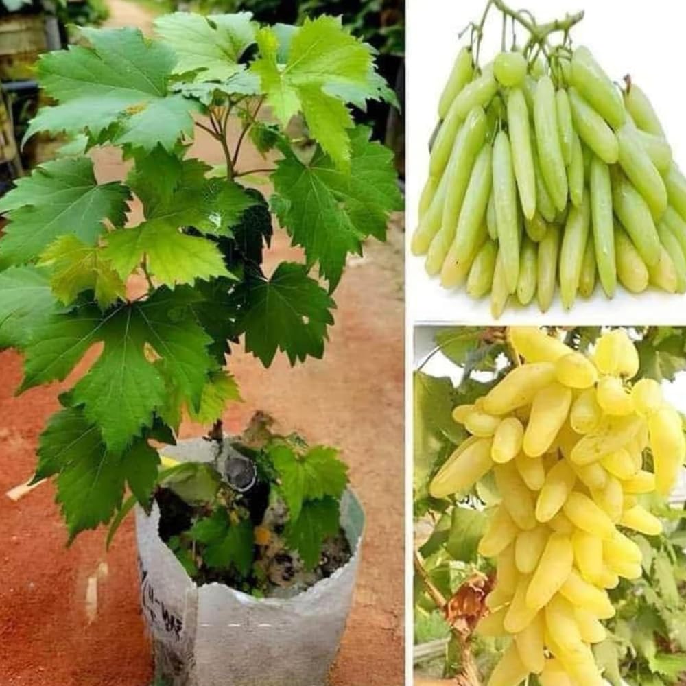 Gorgeous Glory Garden Live Hybrid Air Layer Live Grapes Plants Golden Green Grape Fruit 1 Healthy Plant in Nursery Plant With Pot