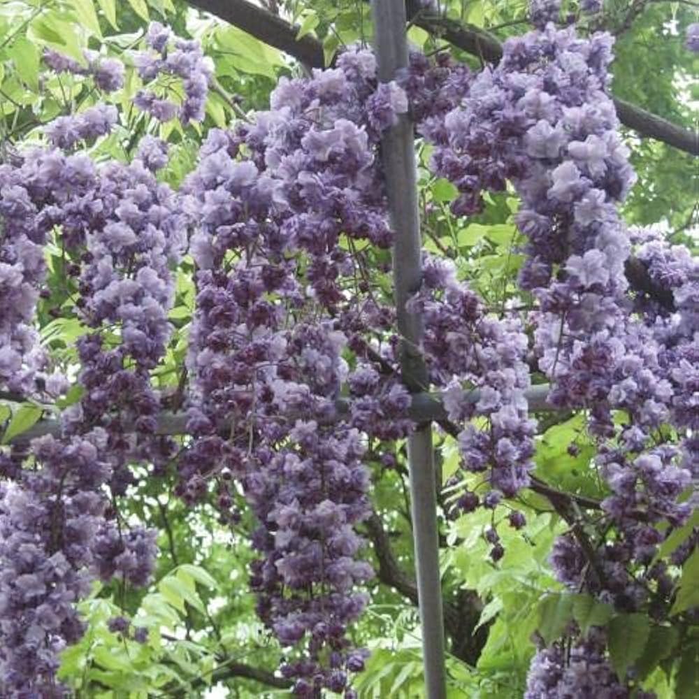 PALページ　藤　黒龍藤 津島市観光協会 » 黒龍藤