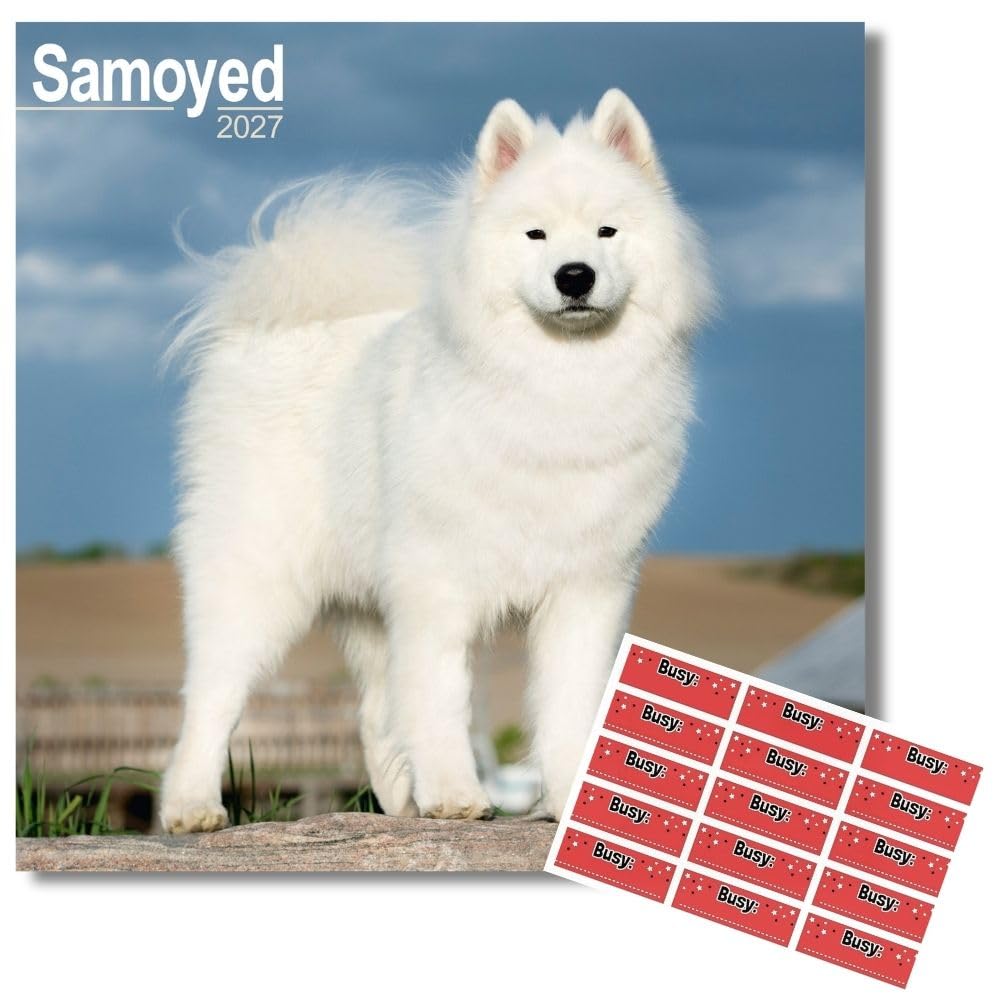 Avonside Samoyed 2027 Calendar with Organisational Stickers, 16 Month Square Wall Calendar (Sept 2026 - Dec 2027), UK Planner with Samoyeds, For Dog Lovers, Home or Office, 11.6 x 11.6 in