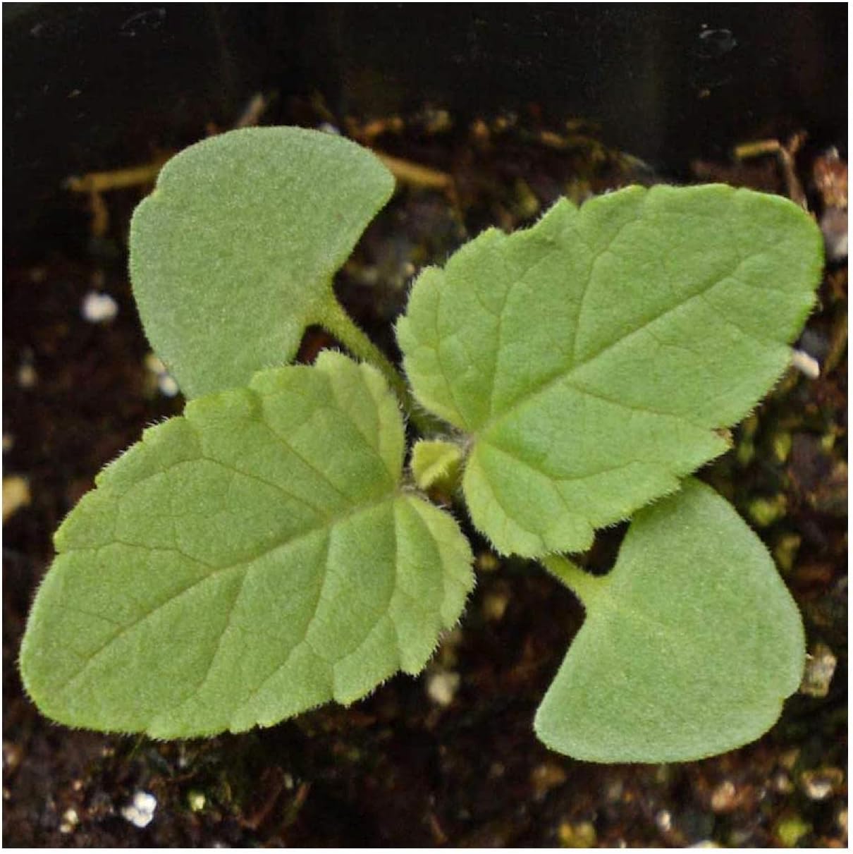 Everwilde Farms - 1 Lb Scarlet Sage Native Wildflower Seeds - Gold Vault