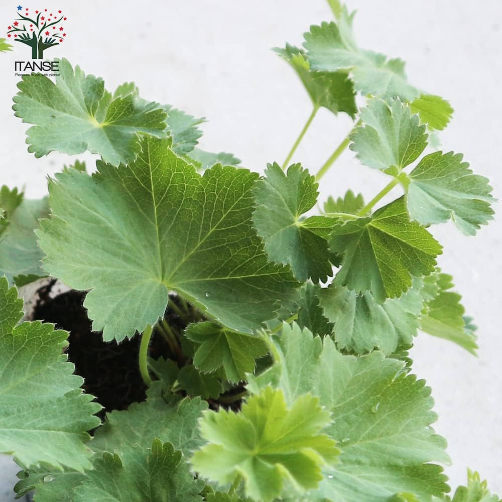 Amazon.co.jp: アルケミラ モリス 10.5cmポット 2個セット【品種