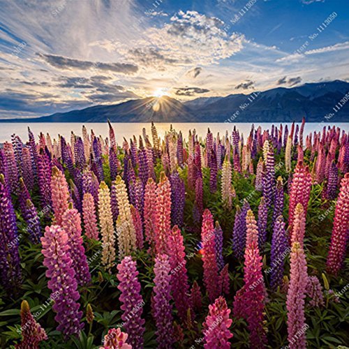 Colorful Lupin (Lupine) Seed Beautiful Ground Cover Flower Seed Lupine Plants Perennial Potted for Home Garden Planting 100 Pcs