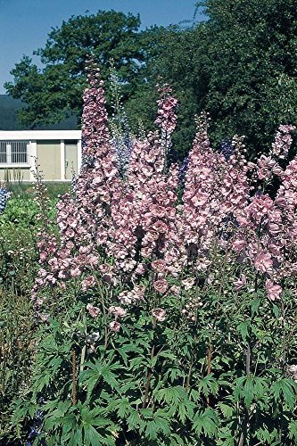 Fiore - Delphinium - Pacific Astolat - 500 Semi - Confezione Maxi