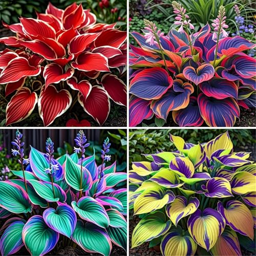 Hosta&Los Hosta se utilizan para el cultivo y crecen rápidamente.perenne,de rápido crecimiento, buena para jardines,decoración interior y exterior-4tubérculos-B