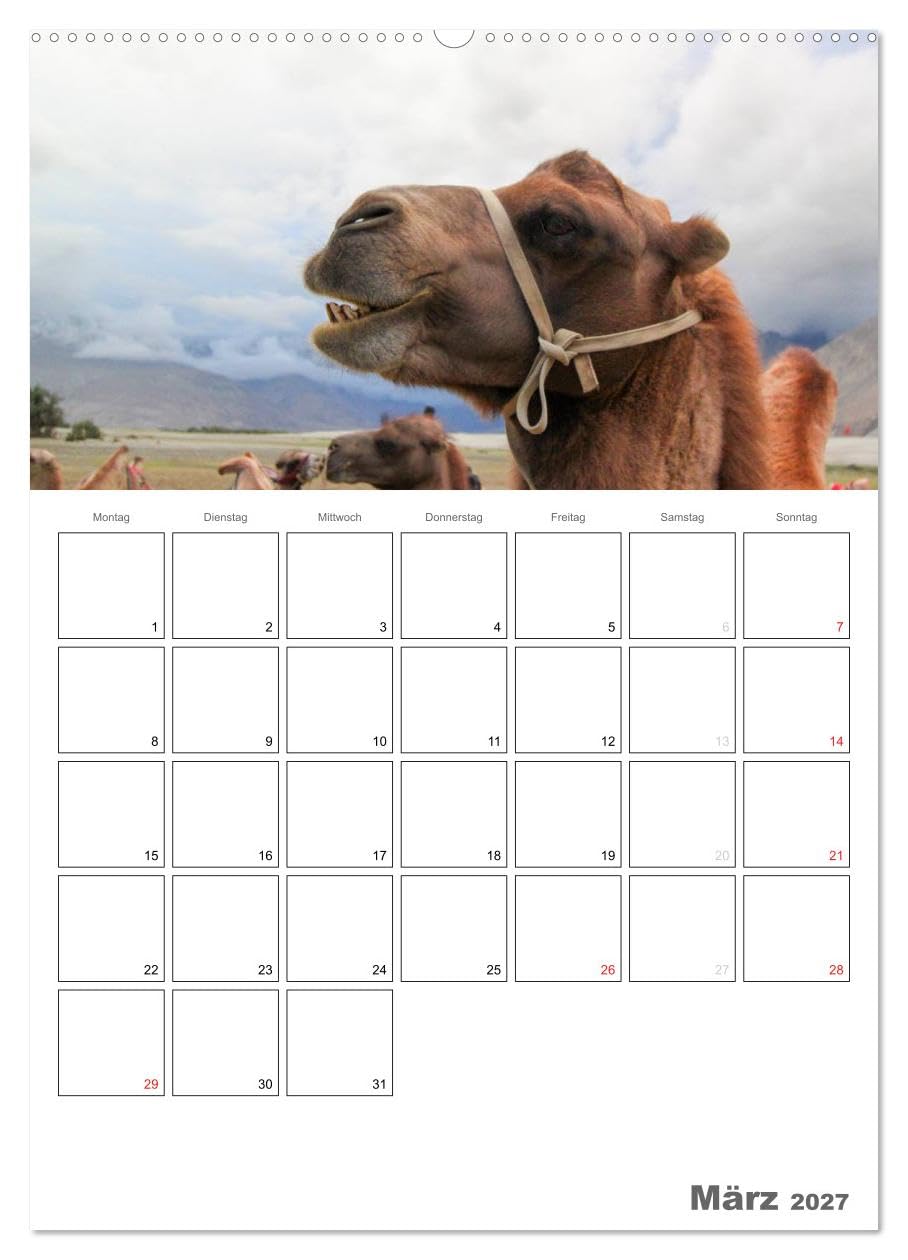 CALVENDO - Kamel Porträt (hochwertiger Premium Wandkalender 2027 DIN A2 hoch), Kunstdruck in Hochglanz: Der etwas andere Tierkalender jetzt als Familienplaner
