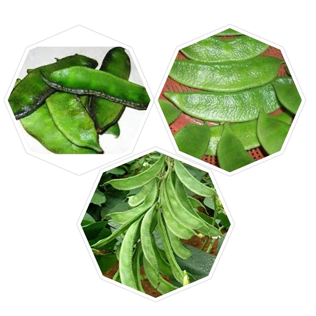 jayam organics combo pack kodi avarai+kozhi avarai+ belt avarai seeds ...