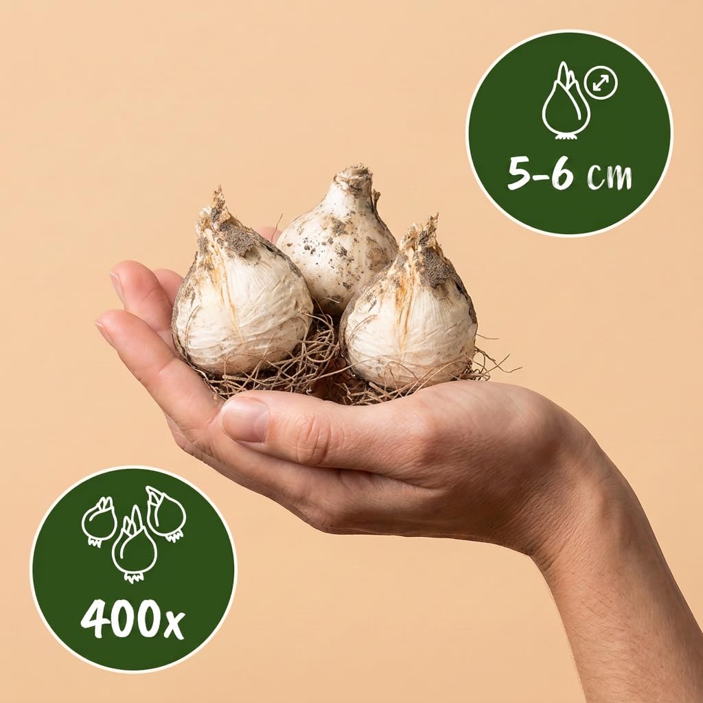 Green boutiQ - 400x Allium Sphaerocephalon - Kugellauch - Lila - Sommerblüher - Zwiebelgröße 5/6