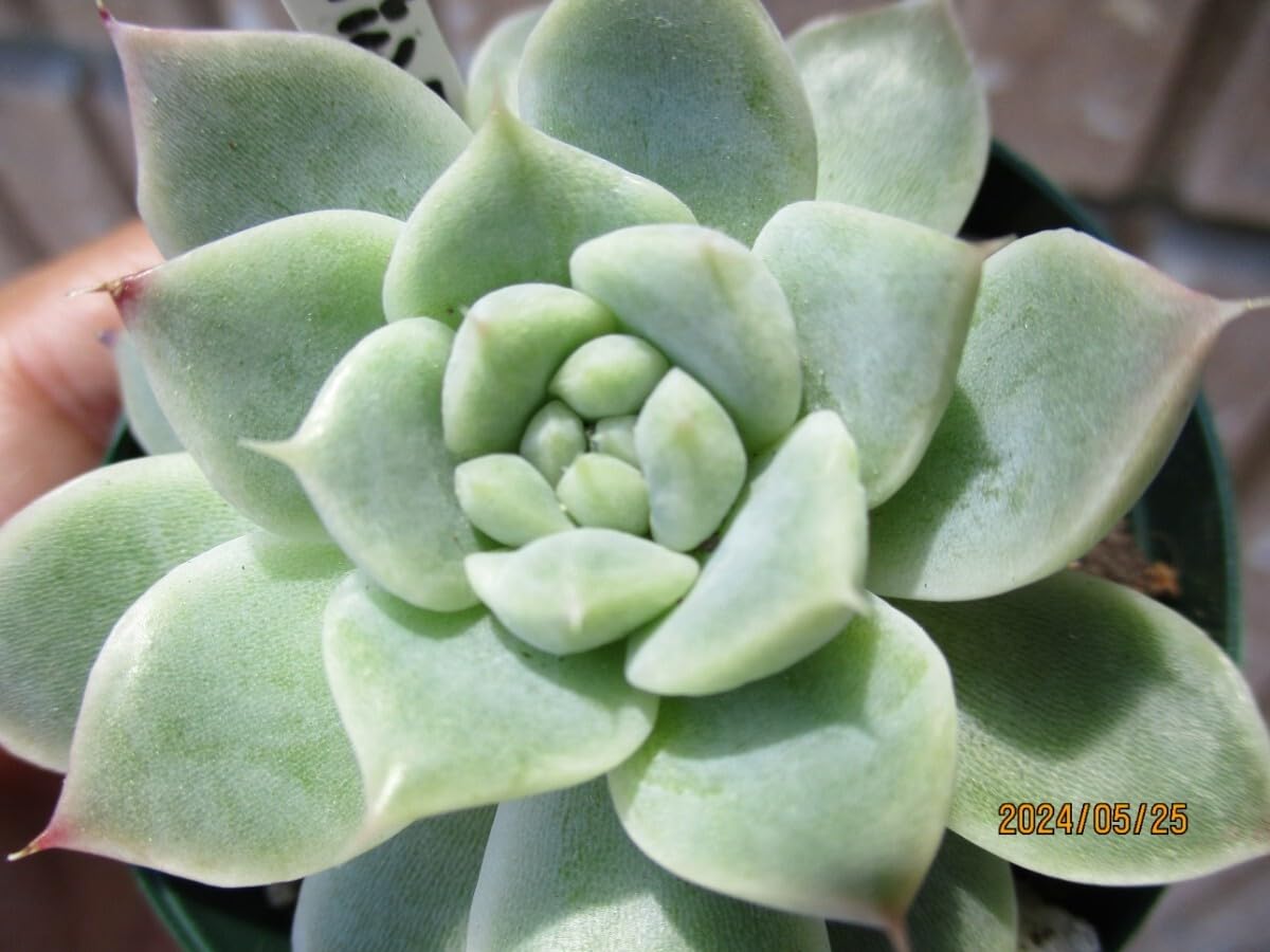 Amazon｜モダンジョン 抜き苗 エケベリア 多肉植物 観葉植物｜観葉植物 