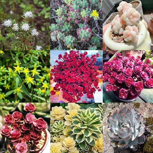 sedum de semillas 600 pezzi