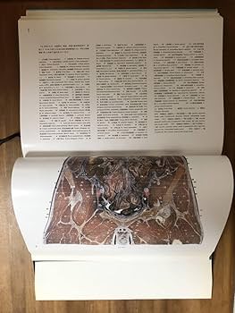 Amazon.co.jp: 図説人体局所解剖学/Ⅳ腹部/川原群大/医歯出版