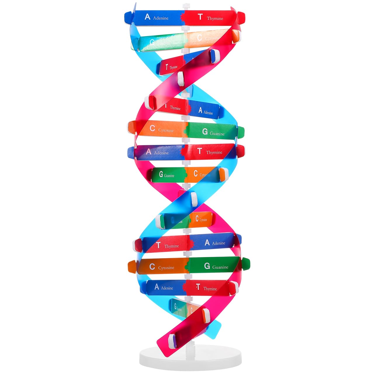 Children's DNA Model Double Helix Model Components Science Educational Teaching Instrument Toy Class Laboratory Accessories for Children Adults