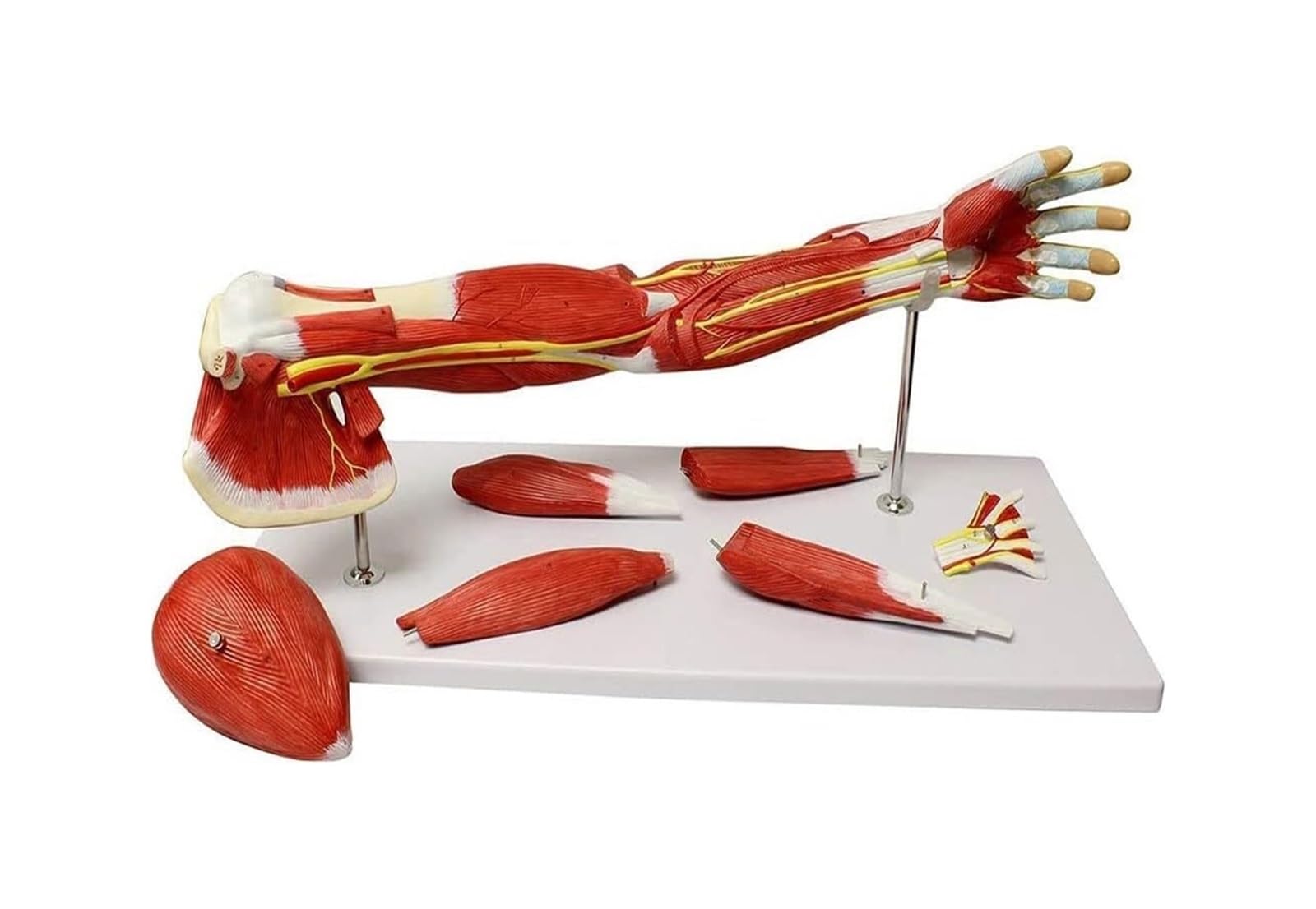 Model anatomiczny lewego ramienia człowieka 71 cm, mięsień kończyny górnej naturalnej wielkości