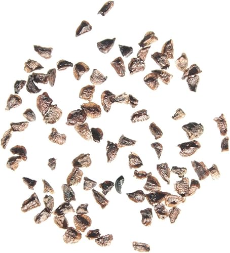 Park Seed Delphinium - Semillas de plantas de flores, doble floración, fáciles de cultivar, perfectas para jardín de primavera, mezcla de fuente