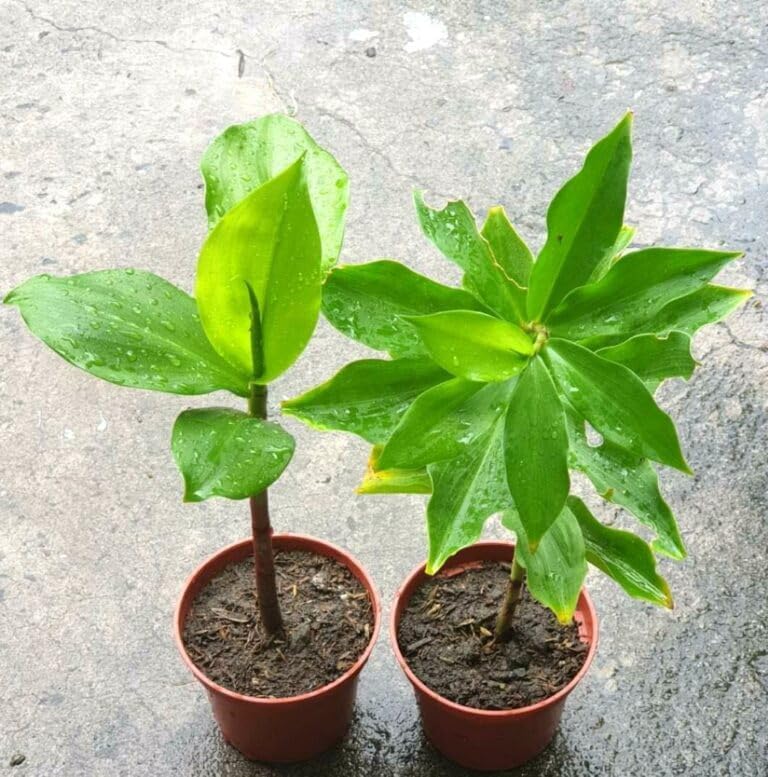 Greenvalue Insulin Tree Plant Medicinal tree original Varaity tree pack of 1 with grow bag Diabetes Plant