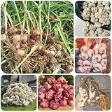 Che tu sia un princi o un giardiniere esperto, puoi goderti un giardino a casa con le nostre varianti di piantagioni a sfera.