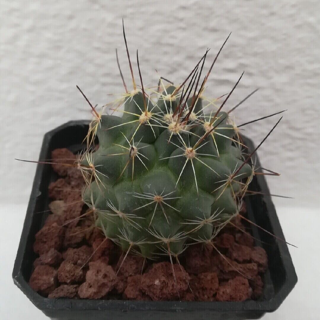 Amazon.com : Mammillaria melanocentra rubrograndis - Live Plant - Bright  Carmine Flowers- Attracts Pollinators : Patio, Lawn & Garden